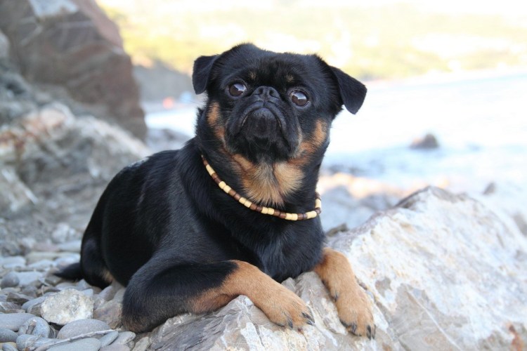 Petit Brabancon порода