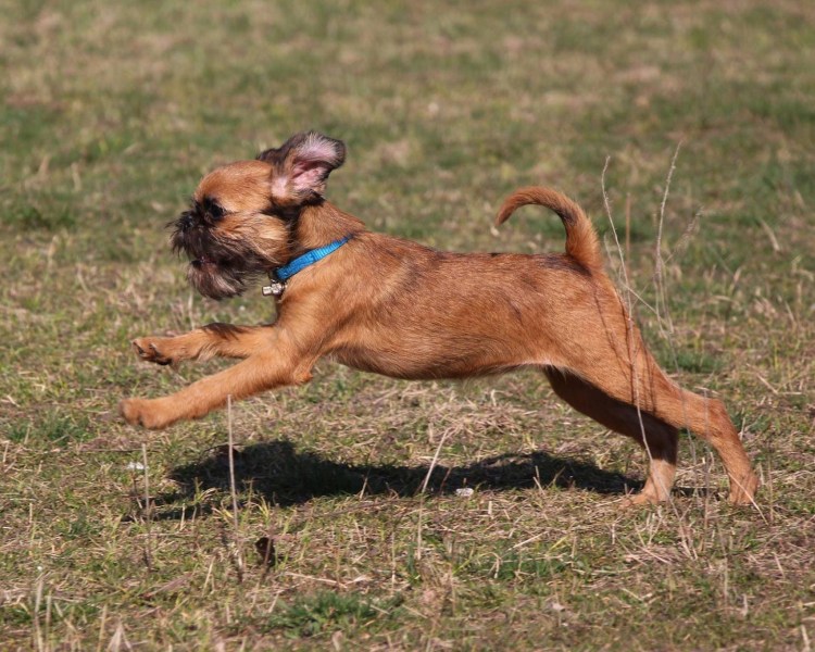 Порода собак гриффон гладкошерстный