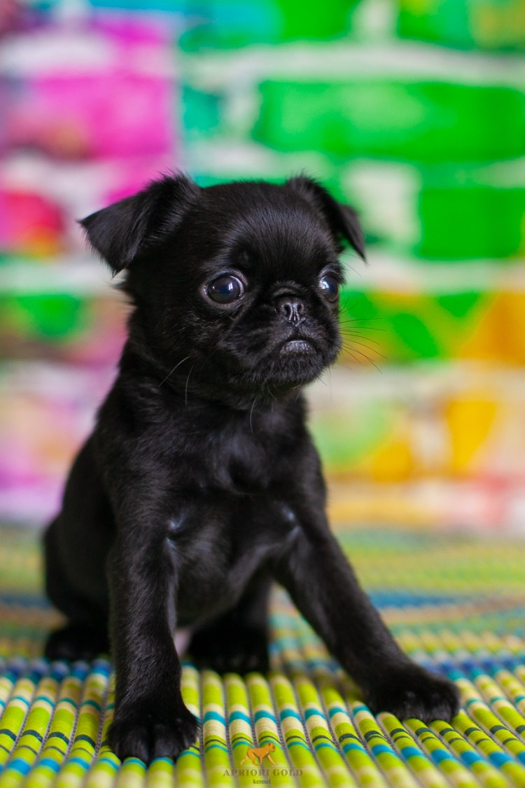 Гриффон Пти брабансон