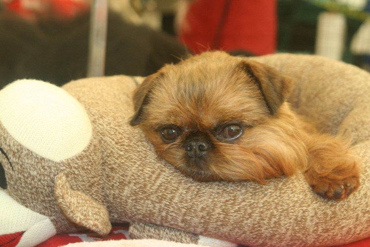 Пти брабансон длинномордый