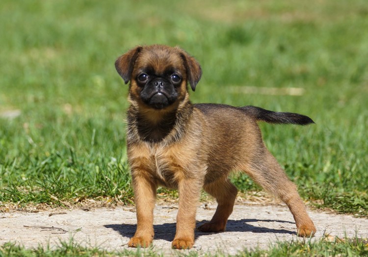 Пти (малый) брабансон