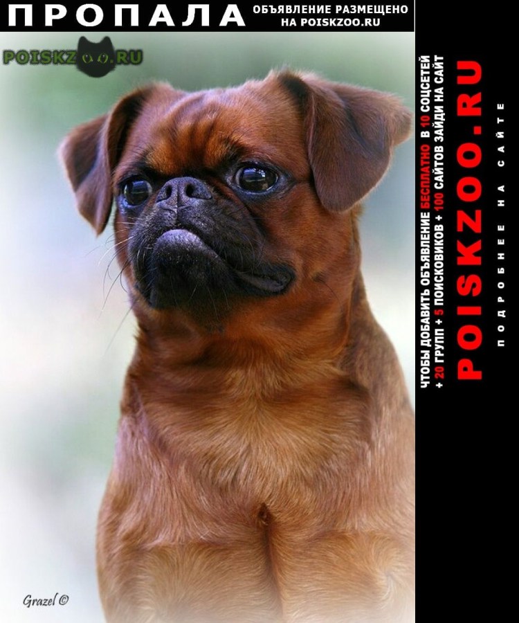 Гриффон Пти брабансон