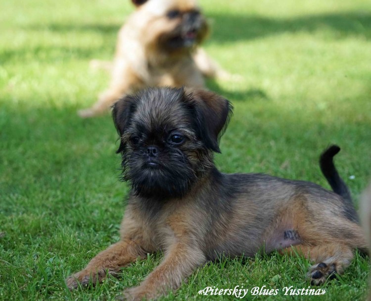 Брюссельский гриффон гладкошерстный