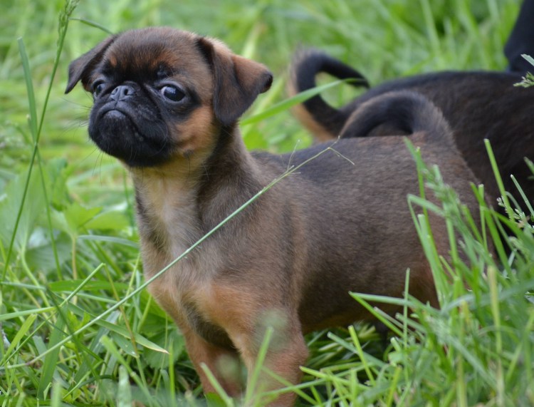 Брюссельский гриффон гладкошерстный