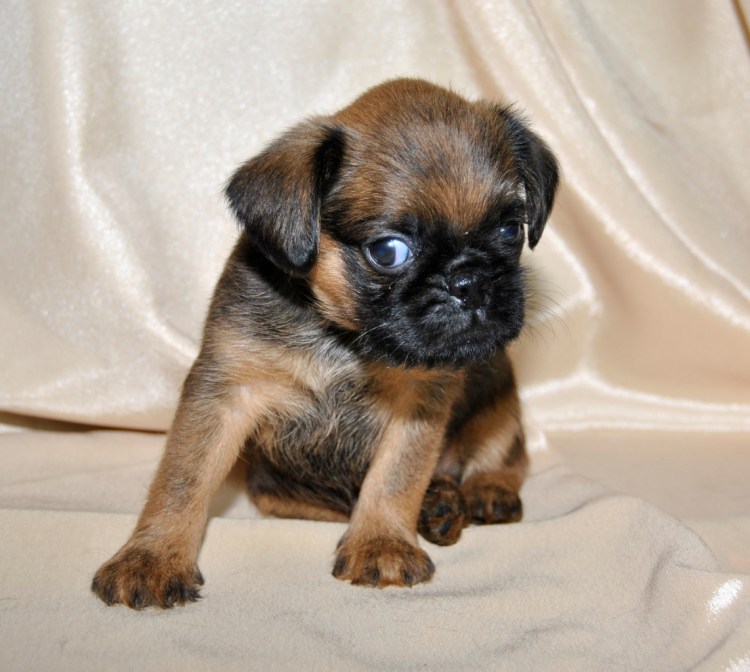 Брюссельский гриффон гладкошерстный