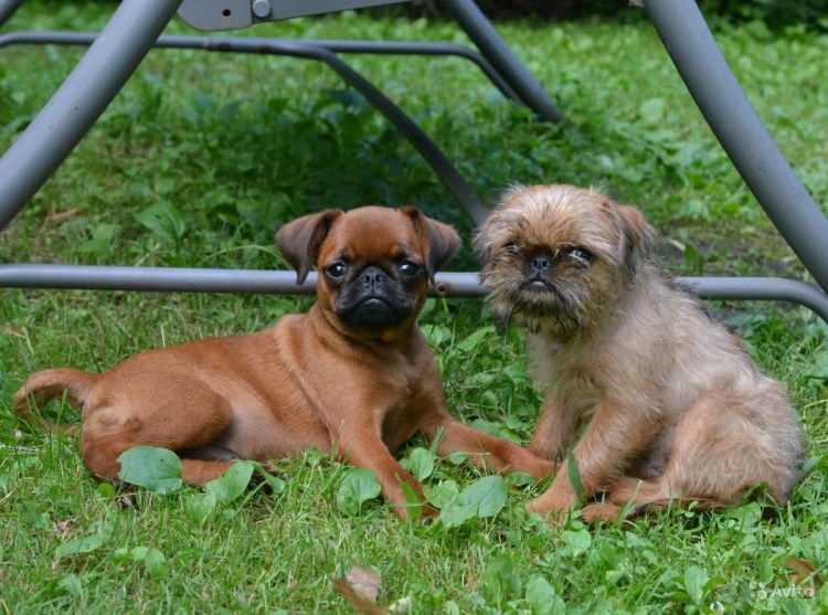 Пти брабансон мини