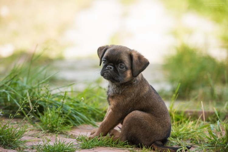 Пти брабансон