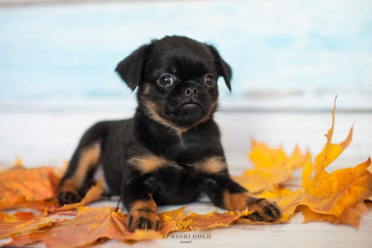 Пти (малый) брабансон