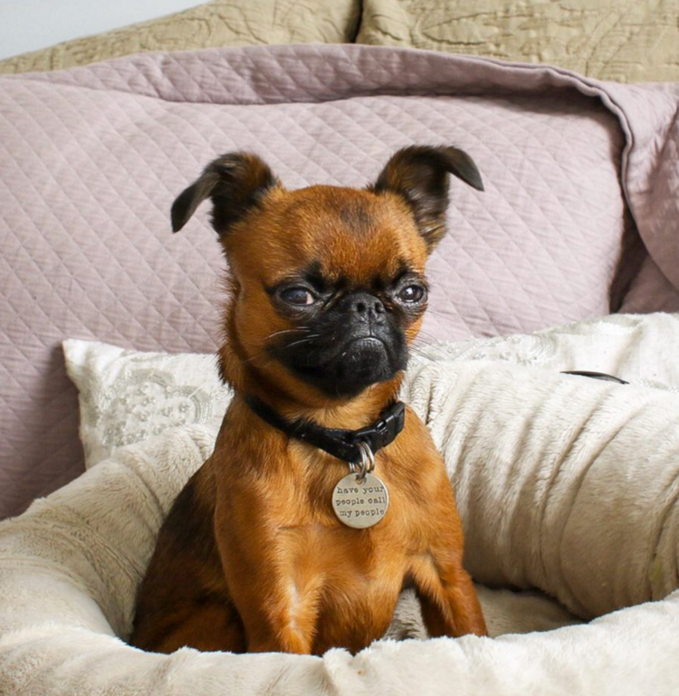 Бельгийский гриффон гладкошерстный