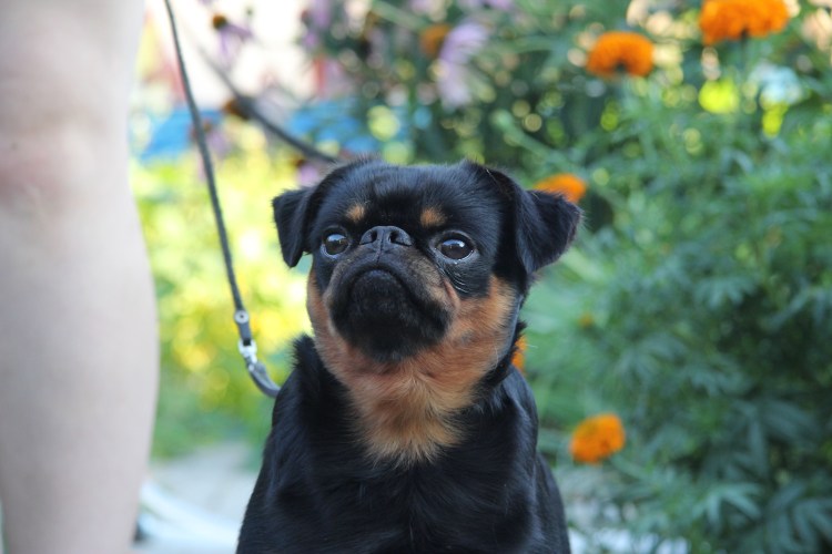 Гриффон Пти брабансон черный