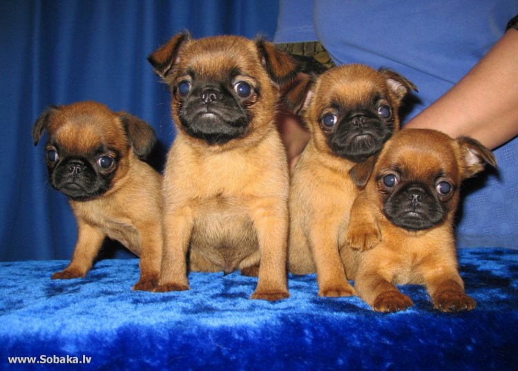 Пти брабансон