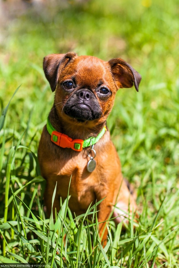 Пти брабансон длинношерстный бородатая