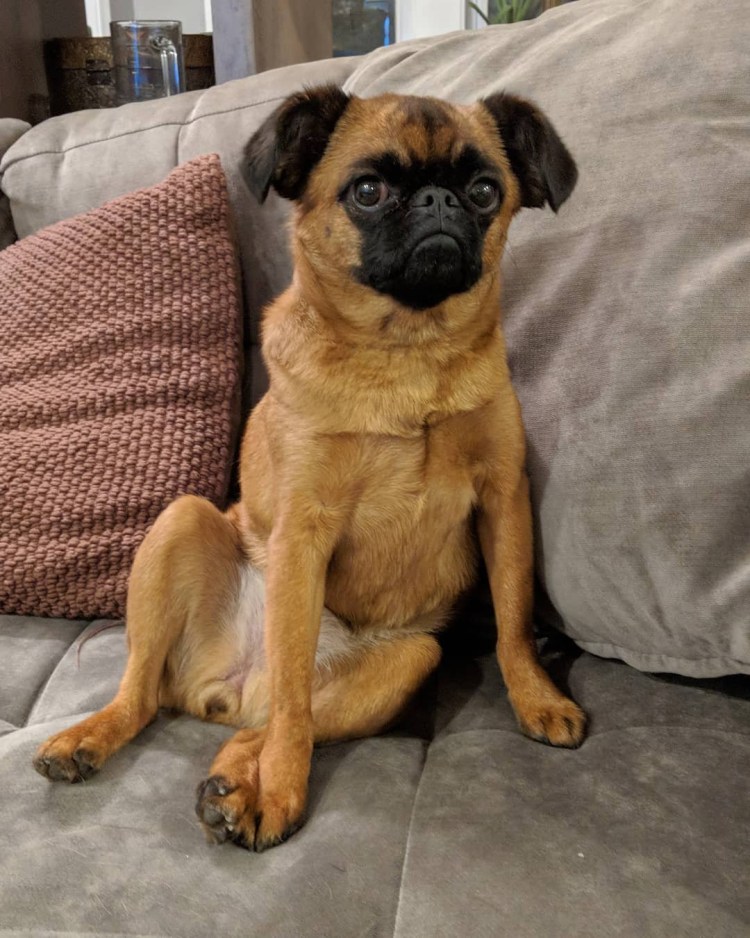 Бельгийский гриффон Пти брабансон