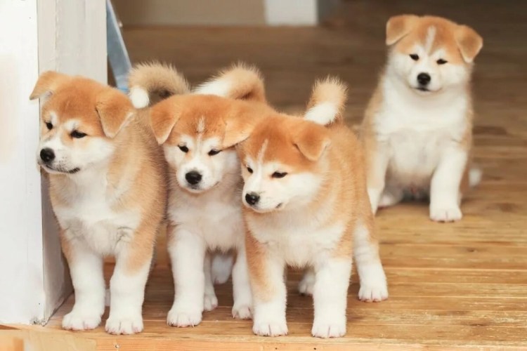 Акита ину щенок