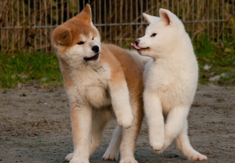 Японская лайка сиба ину