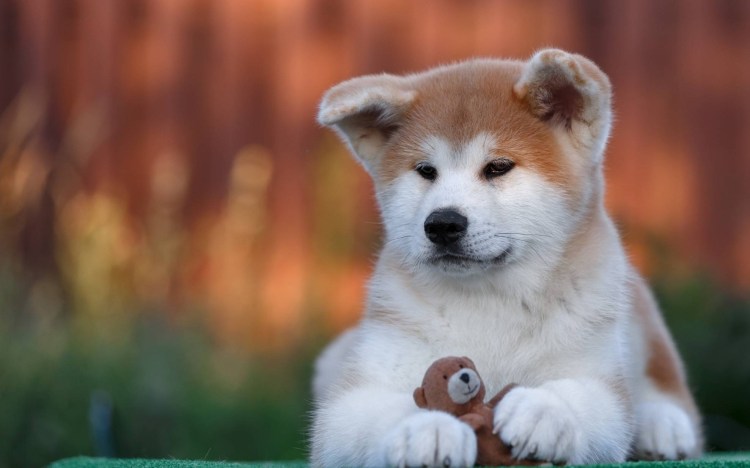 2 Акита ину