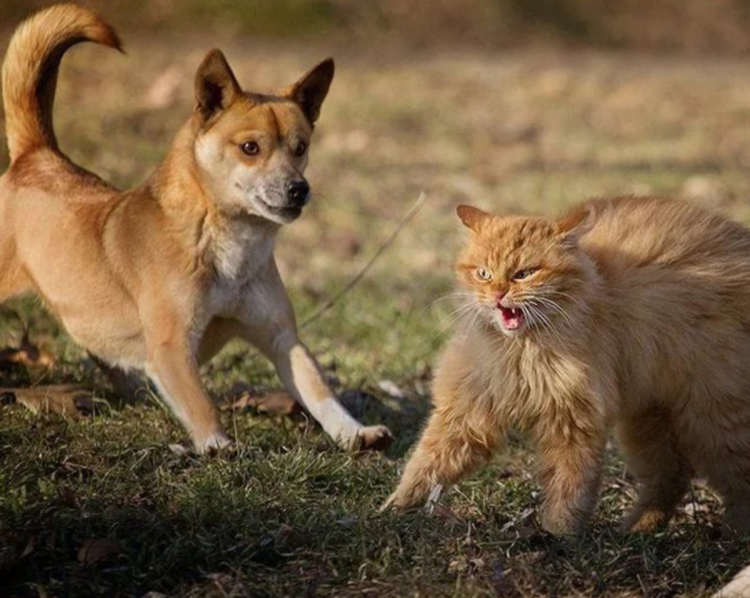 Кошка с собакой дерутьс