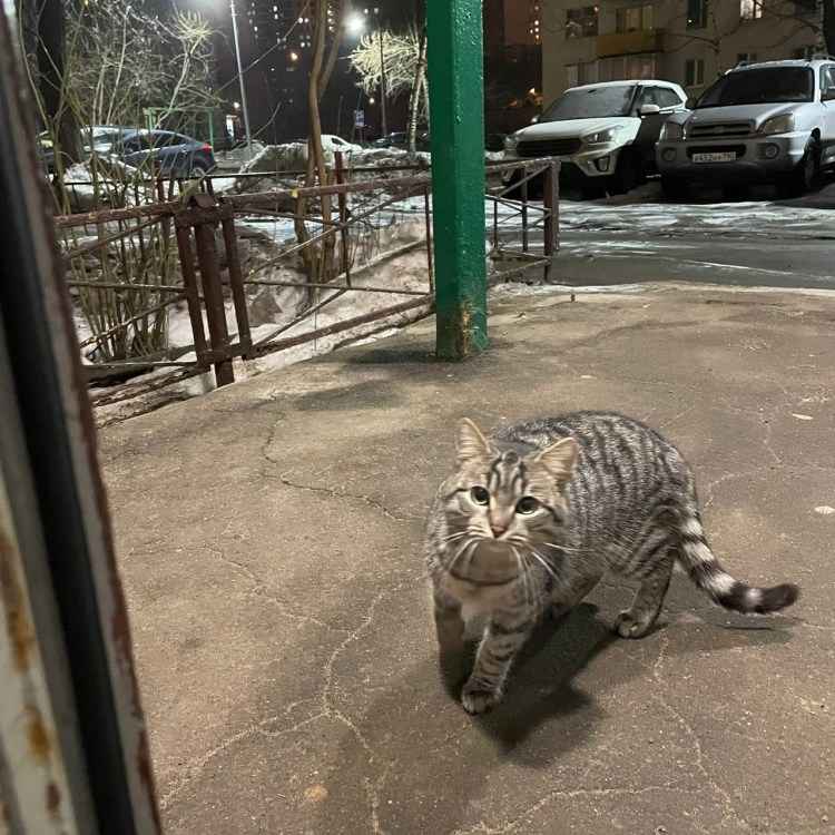 Карикатуры кошек и собак