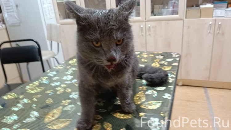 Кошачьи собачки