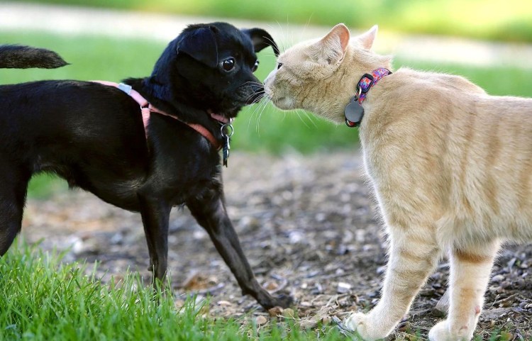 Кошка или собака