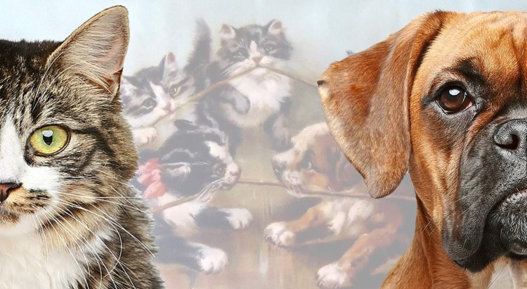 Кот и собака дерутся