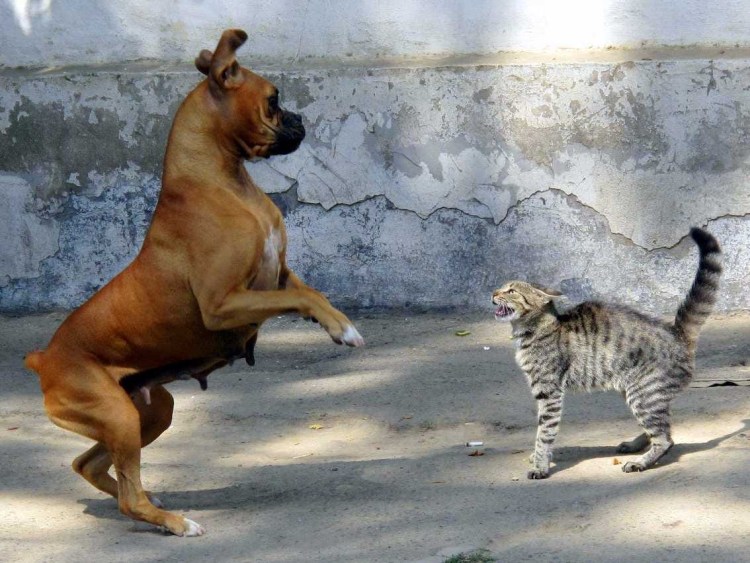 Кошки лучше собак