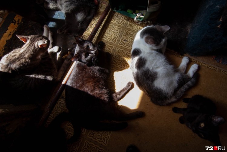 Кошка с собакой дерутся