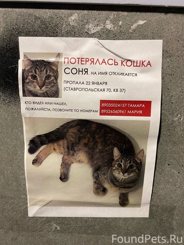 Кошки против собак месть Китти