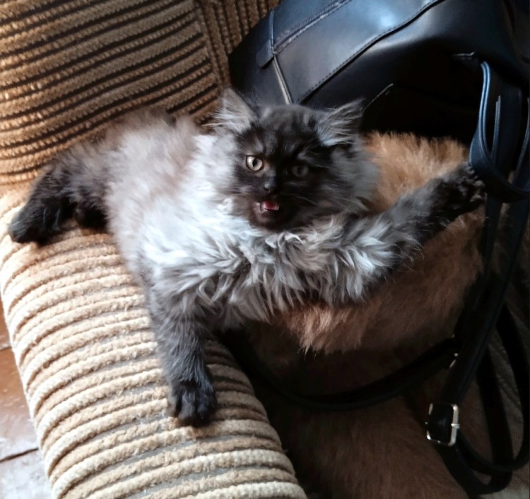 Коты против собак