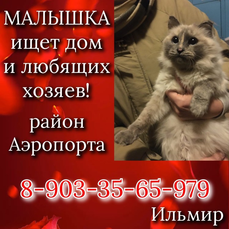 Кот встречает хозяина