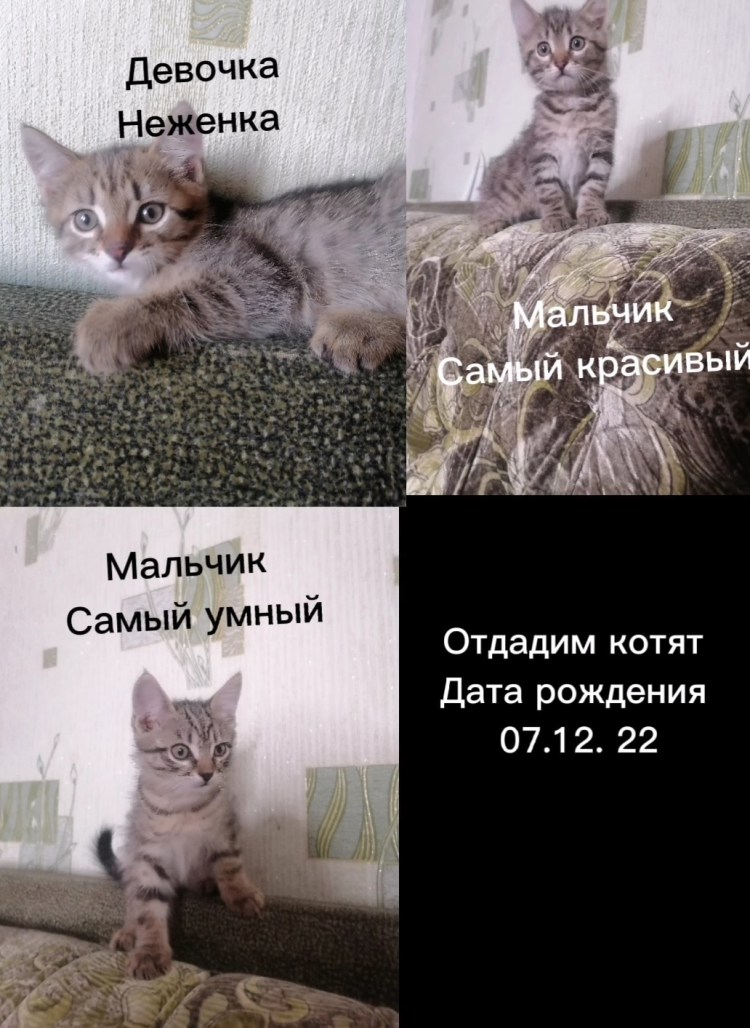 Драка кошки и собаки