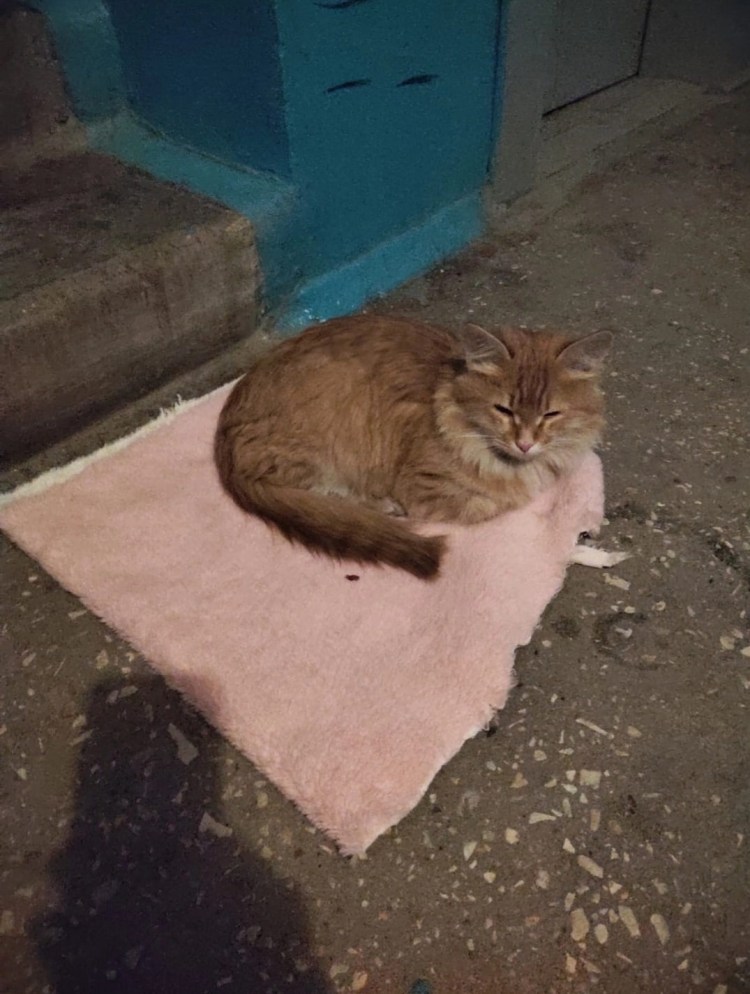 Собаки против котов