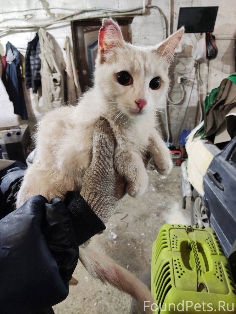 Кошки против собак 2