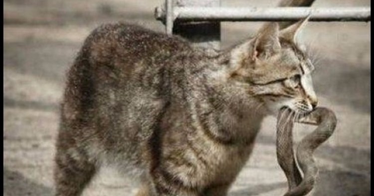 Драка кота и собаки