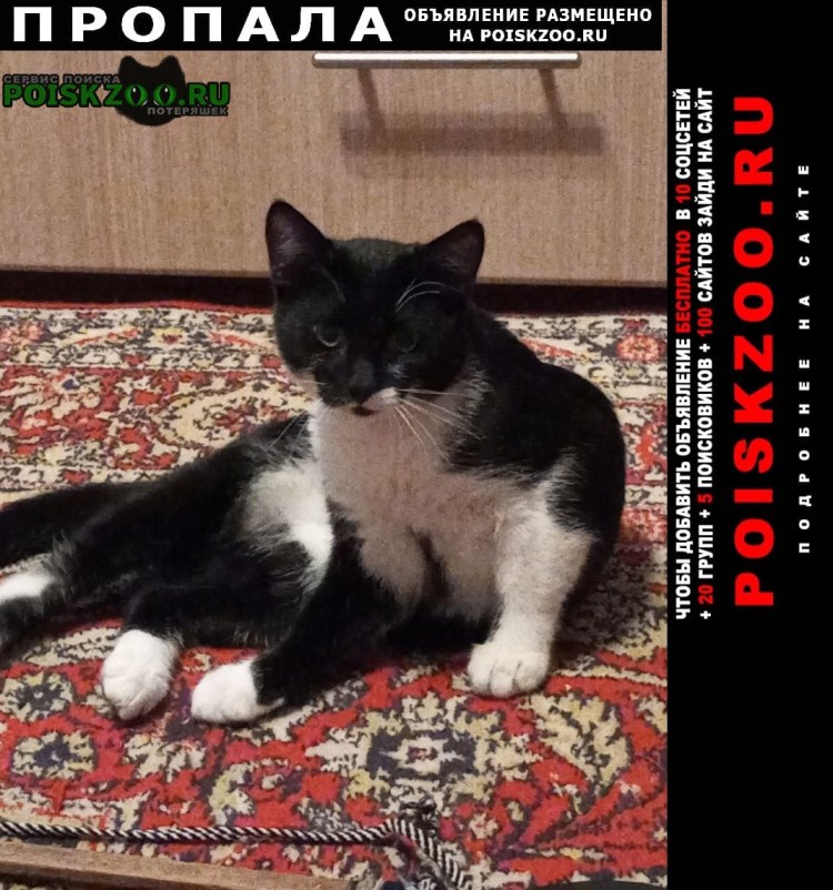 Карикатуры кошек и собак