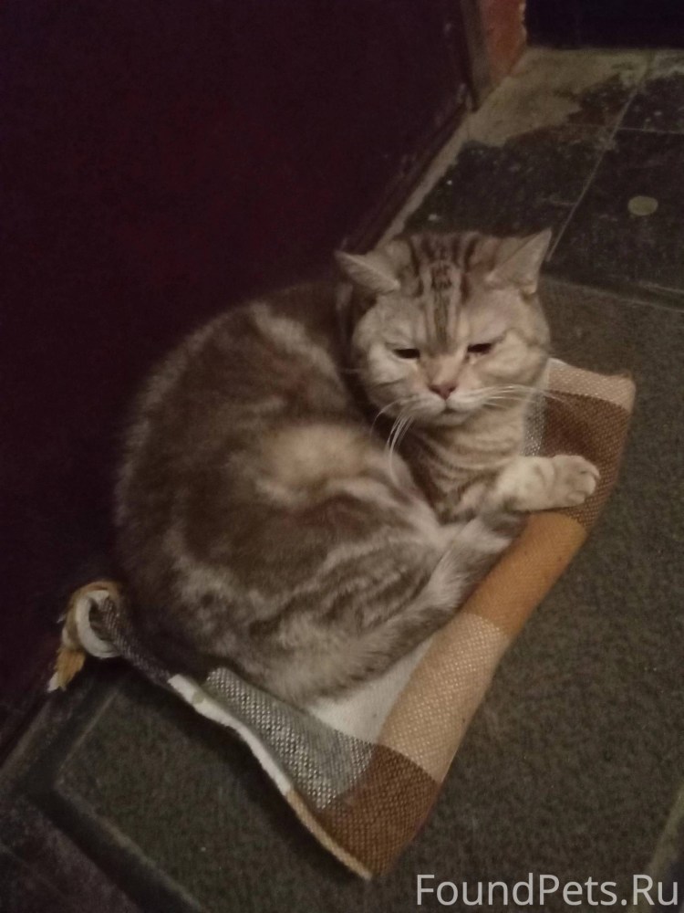 Коты против собак фильм