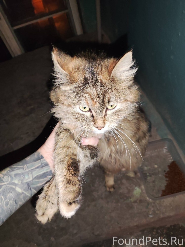 Боевые коты