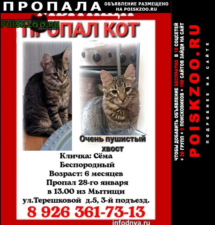 Кот против кота