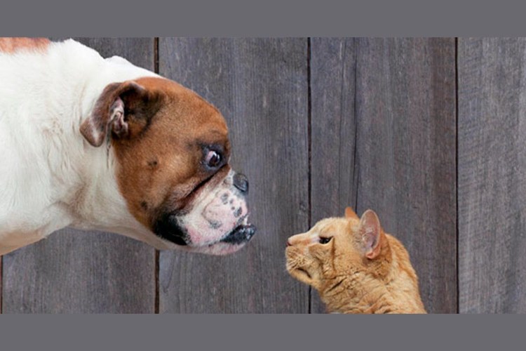 Драка кошки и собаки