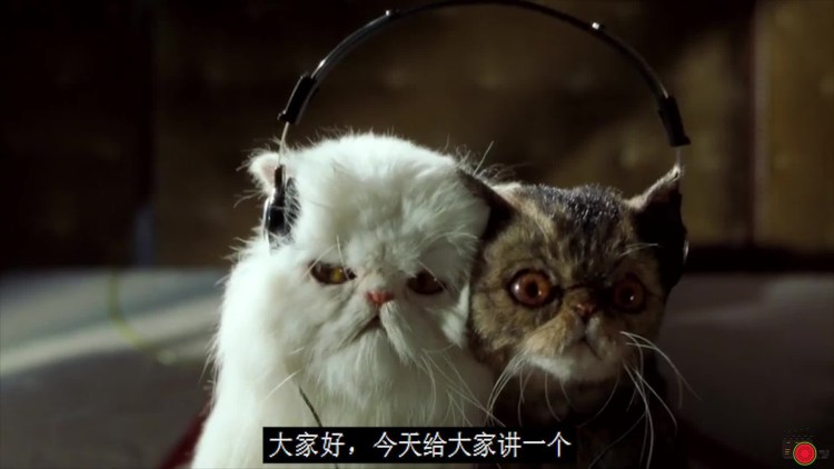 Кот сражается с лисой