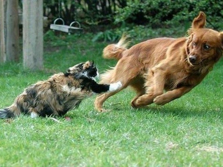 Кошки против собак мультфильм 2001