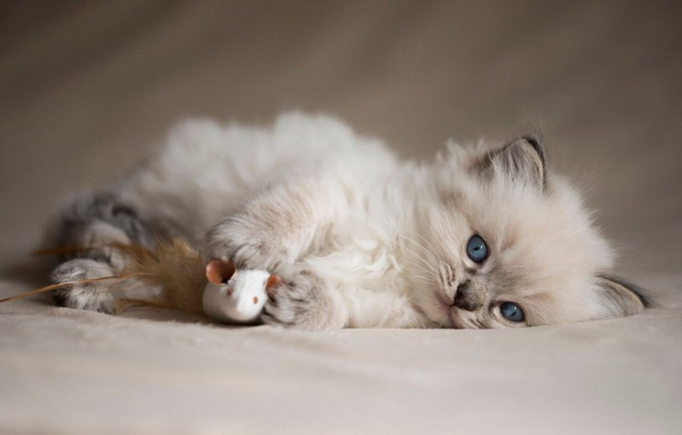 Маленькие котята пушистые