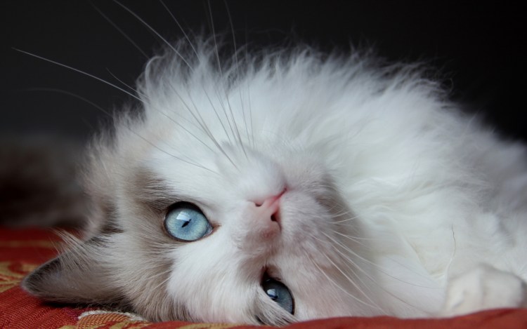 Красивые пушистые котики