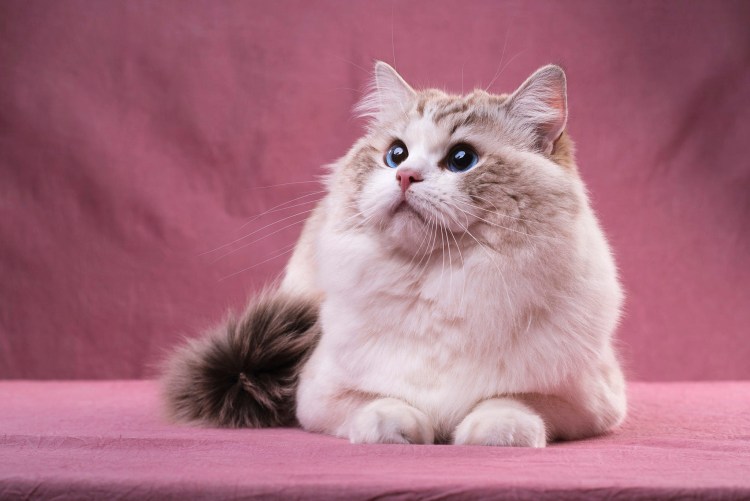 Рэгдолл кошка