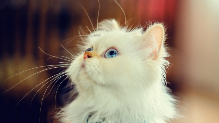 Белая кошечка