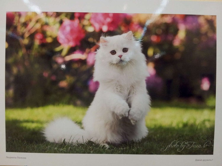 Белая пушистая кошечка