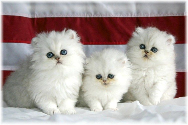 Котята пушистые персидские
