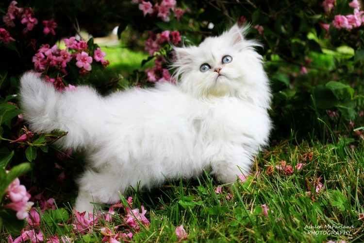 Персидская кошка белая