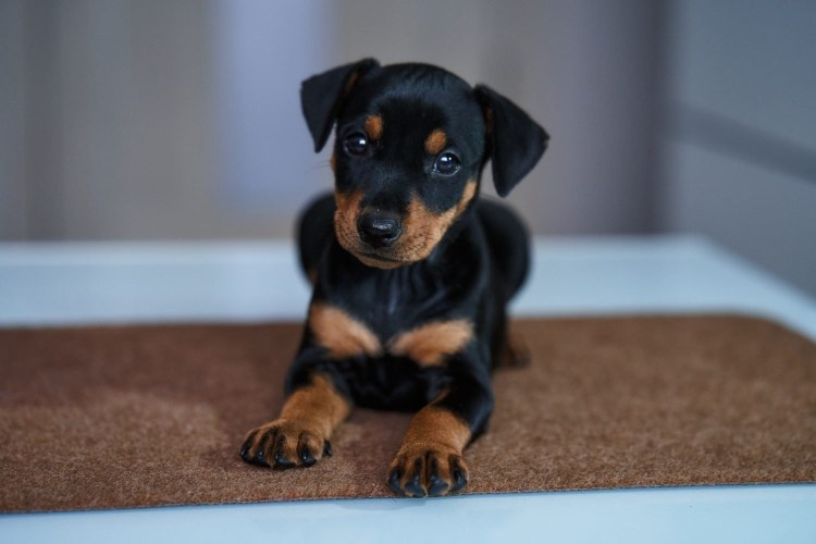 Щенки пинчера