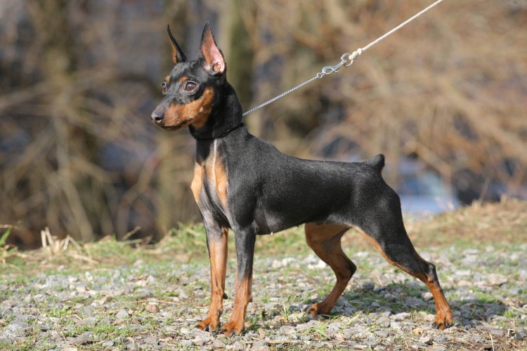 Мини Доберман-пинчер